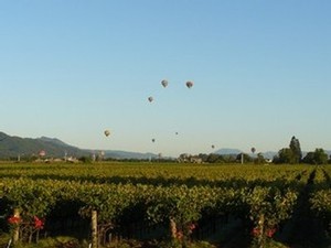 Balloons in the sky near our vineyard
