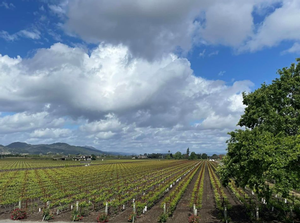 View at Fortunati Vineyards