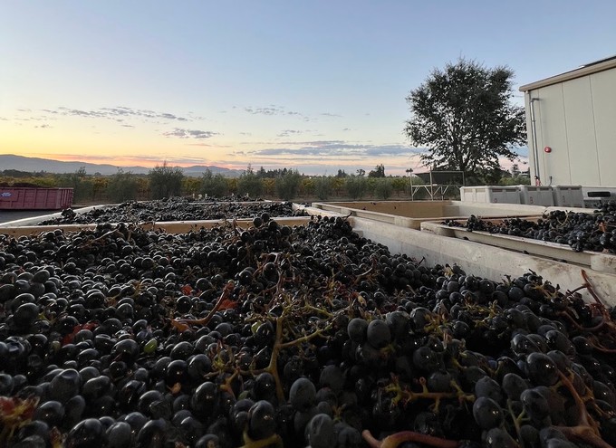 Grapes in bins at Fortunati VIneyard