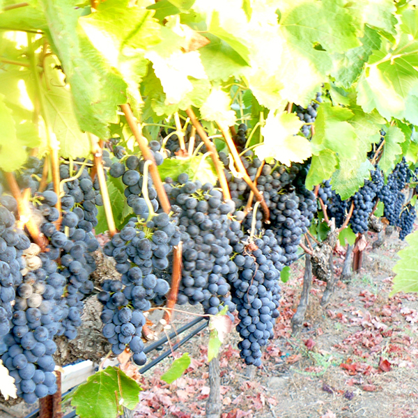 Grapes on the vine at Fortunati Vineyards